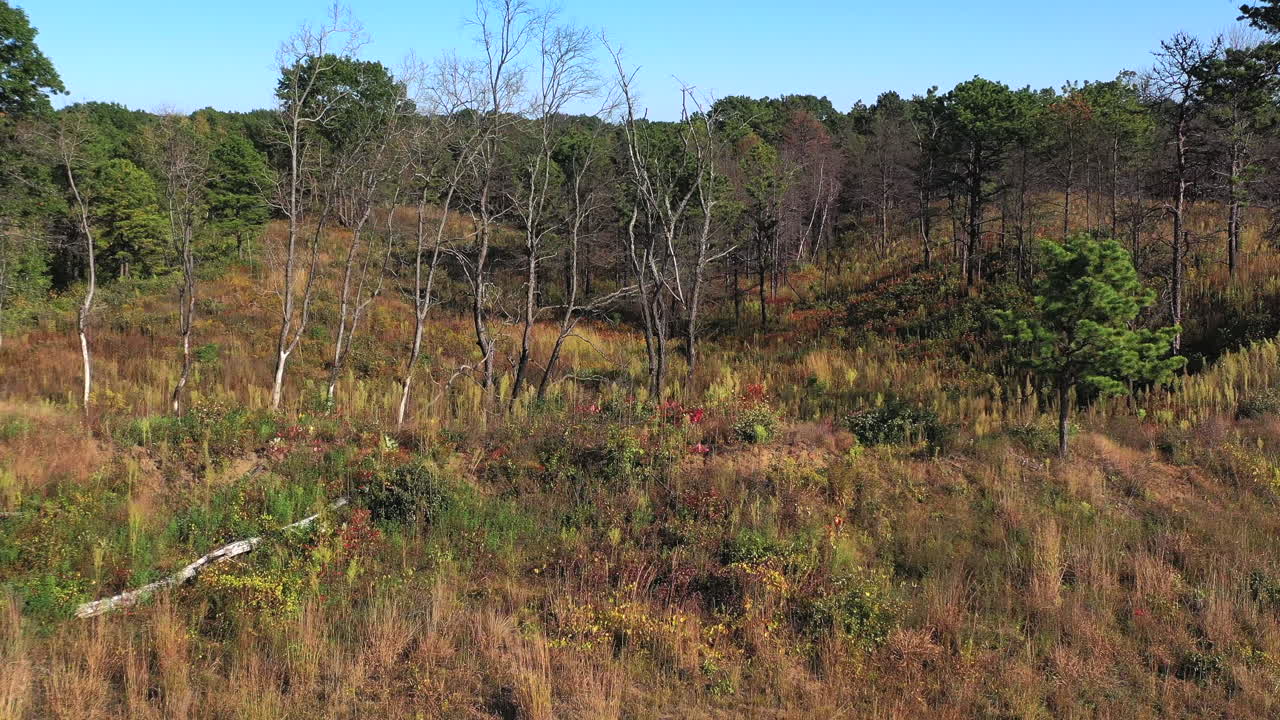 prado de pinos en la estación seca de otoño que se eleva a la vista aérea de los prados de pinos