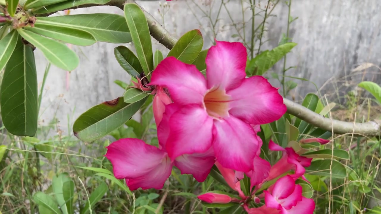 Fiori di Adenium rosa vivaci che sbocciano in un giardino