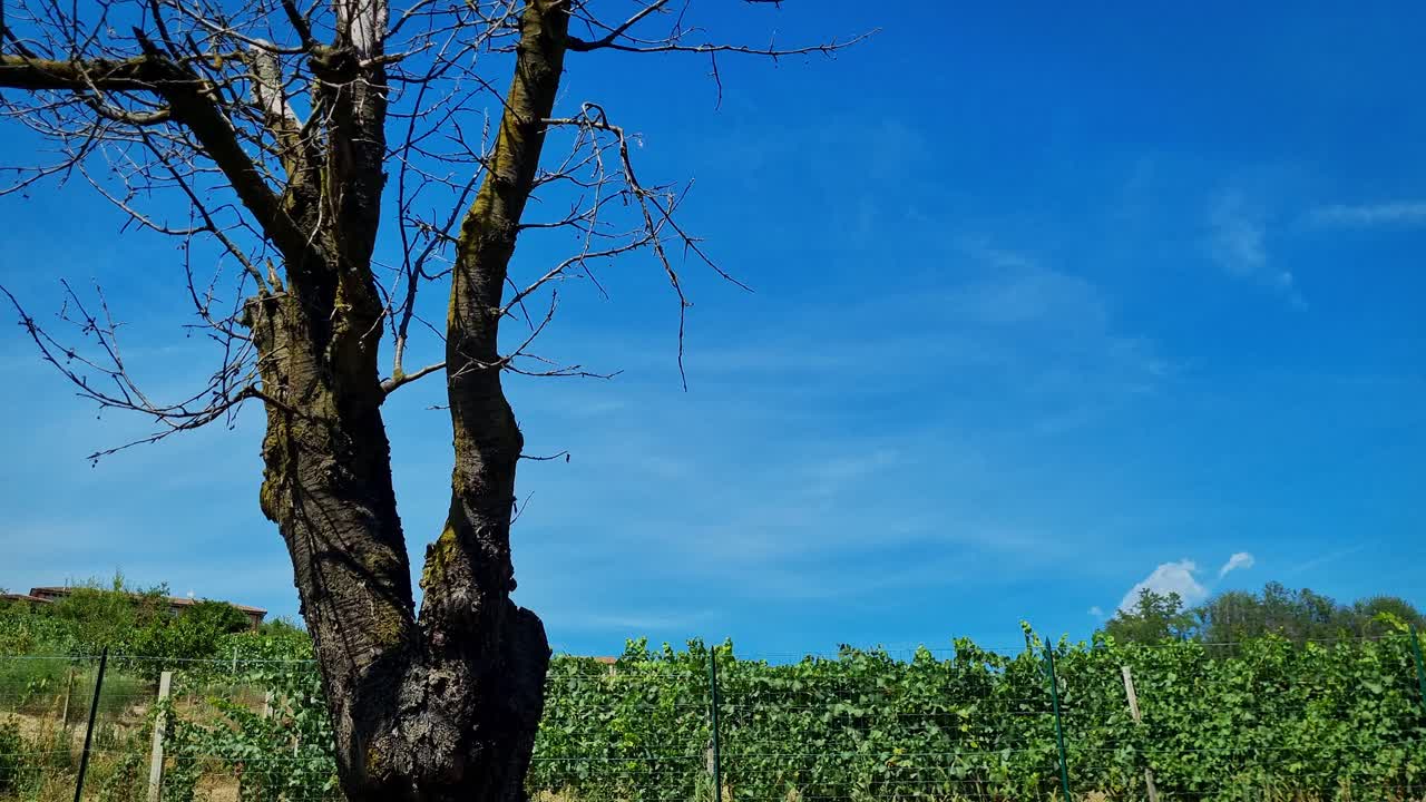 Panning up a dry tree, with vineyards in the Langhe region of Italy in the background