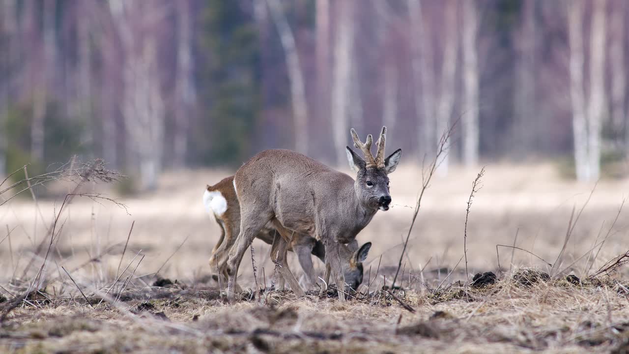 Corça com nova galhada de três pontas na primavera em prado de grama seca