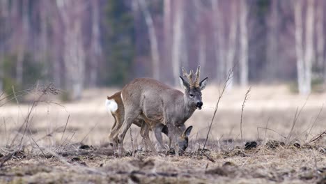 roe deer with new set of three point antlers in spring time on dry grass meadow