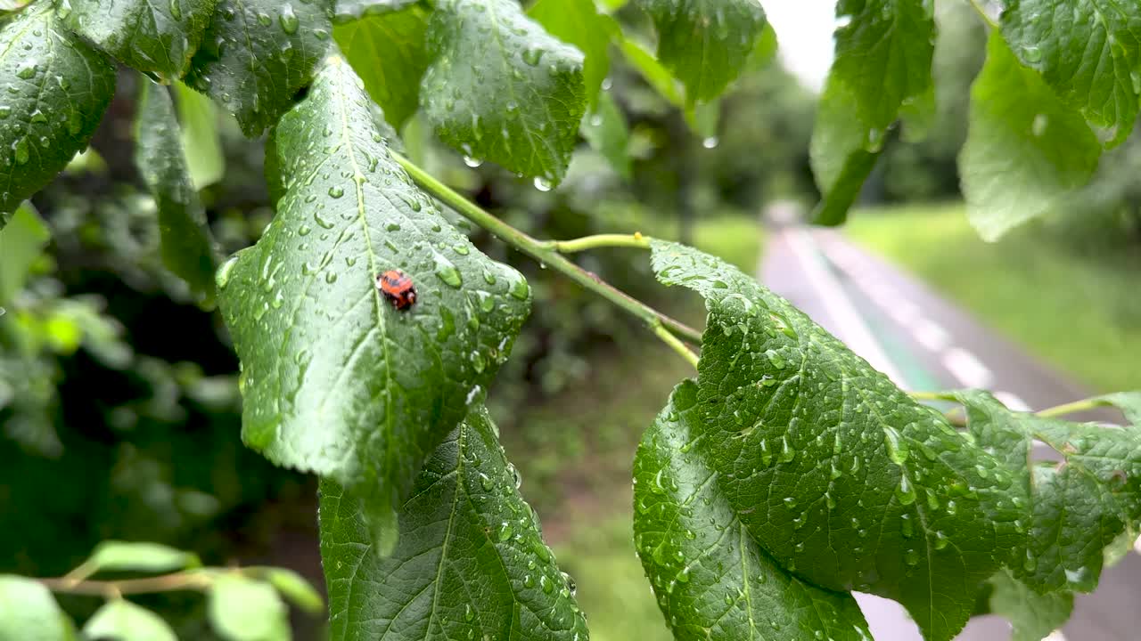 A bug sits on a wet leaf after a rain (4K60)