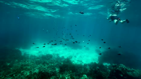 senior snorkeler explores the underwater world in zanzibar, tanzania.