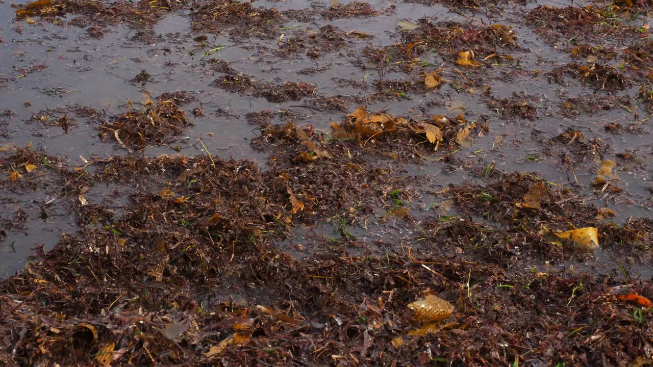 ola sorpresa salpica a la cámara sobre algas marinas flotantes