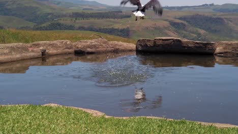 un águila pescadora africana descendiendo en picado y agarrando un objeto de un pequeño estanque en cámara lenta