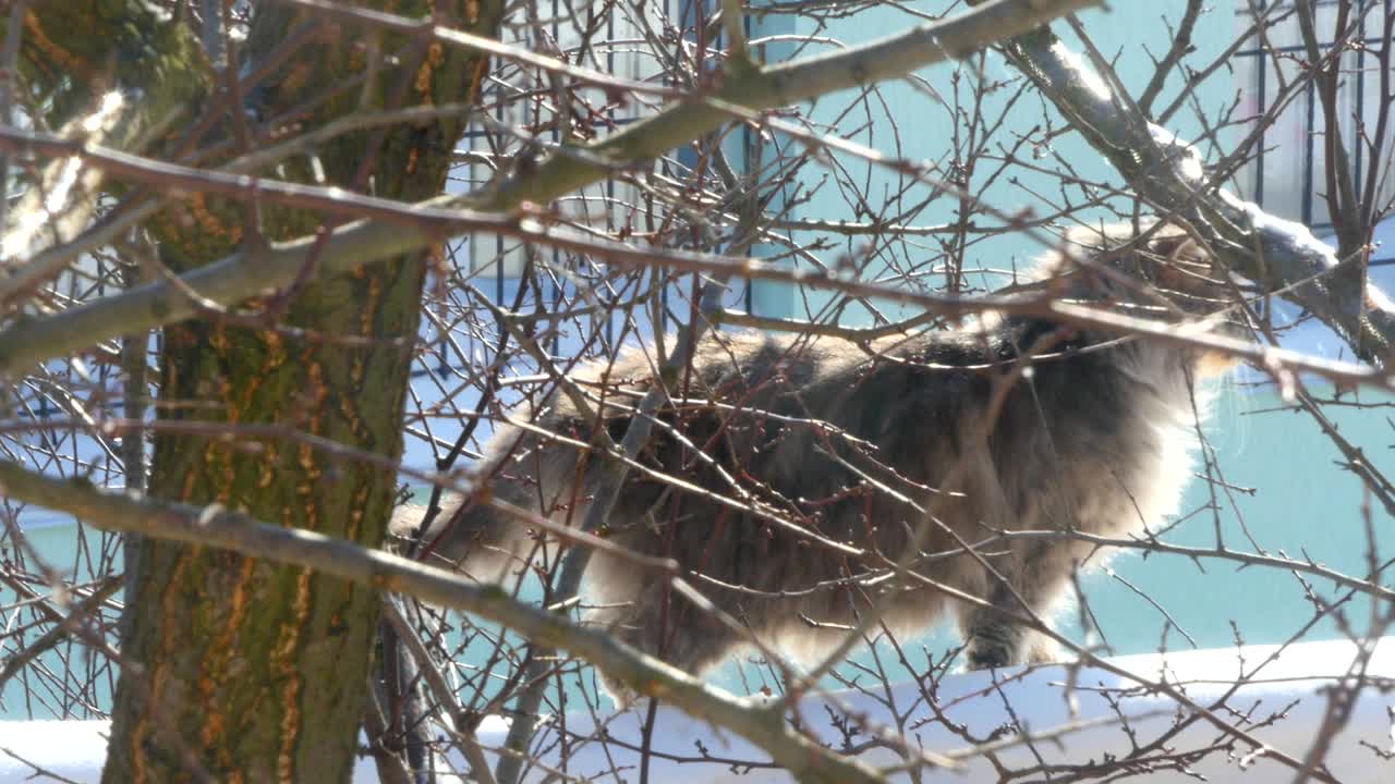 밖에서 앉아 있는 회색 고양이