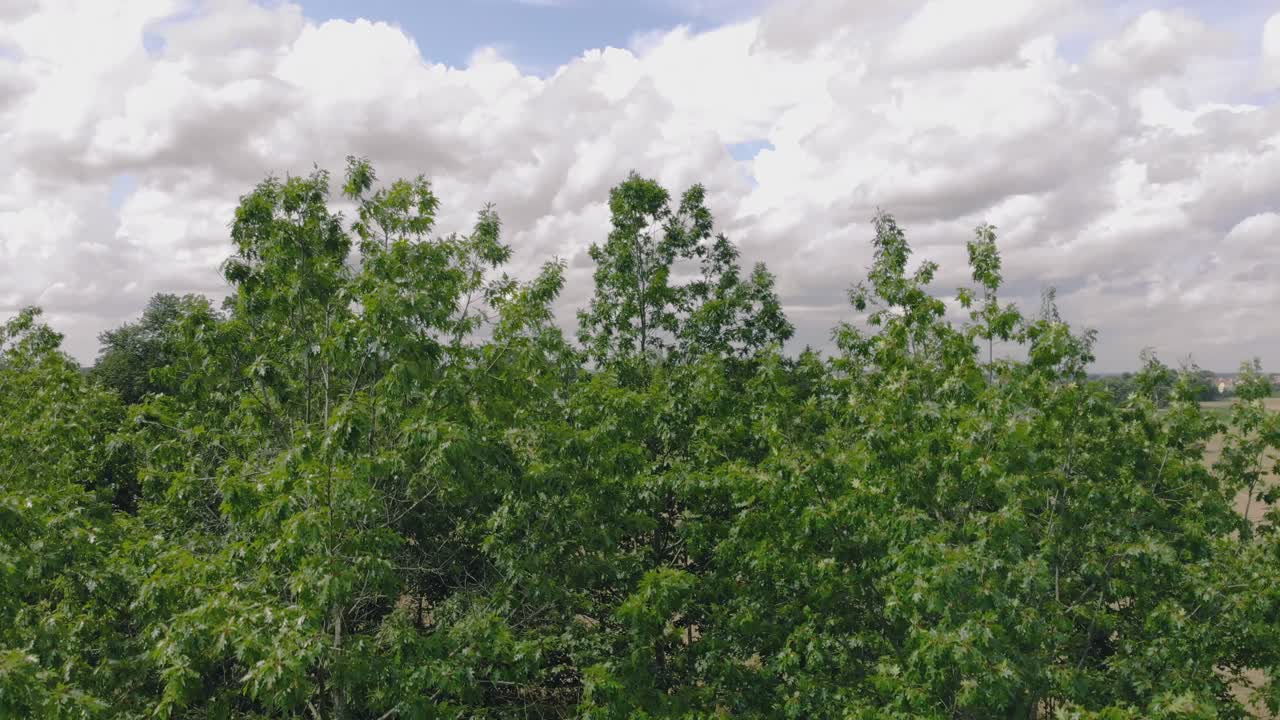 Aerial shot in green Park, warmia and masuria natural place with green grass nad tall trees, nice clouds on the sky