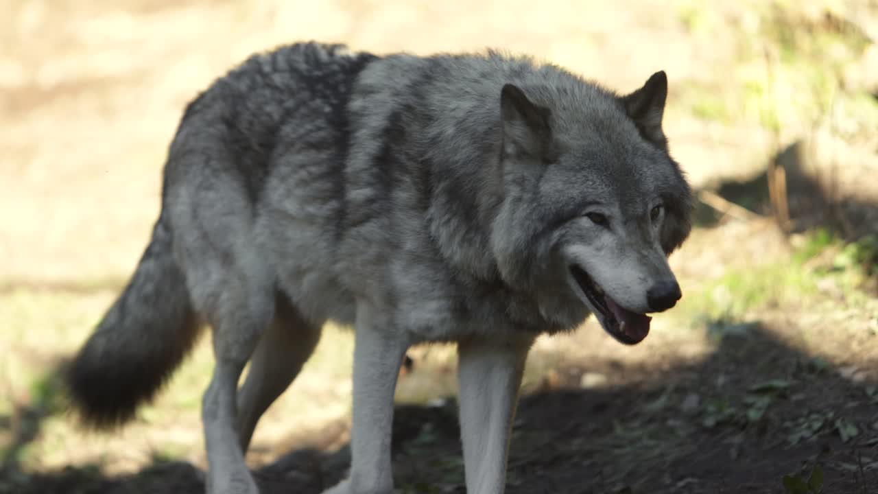lobo de madera caminando a la sombra en el borde del bosque slomo