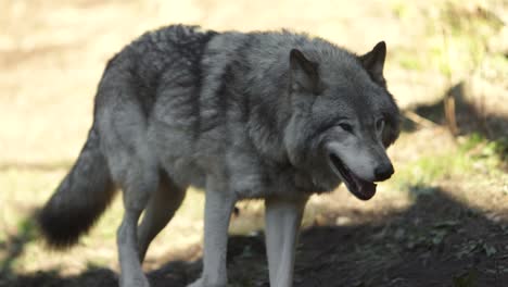 timber wolf walking in shade on edge of forest slomo