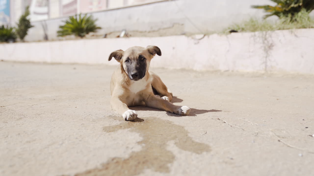 un perro callejero huele comida en un estacionamiento