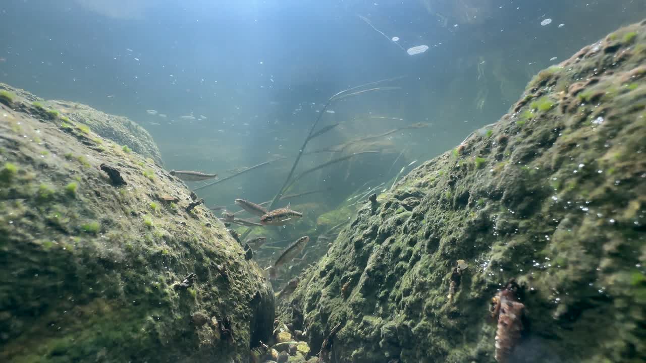 Eurasian minnows (Phoxinus phoxinus) before spawning season in a shallow river in Estonia.