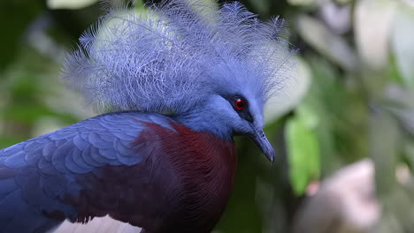 Close-up-portrait-of-rare-crownded-pigeon