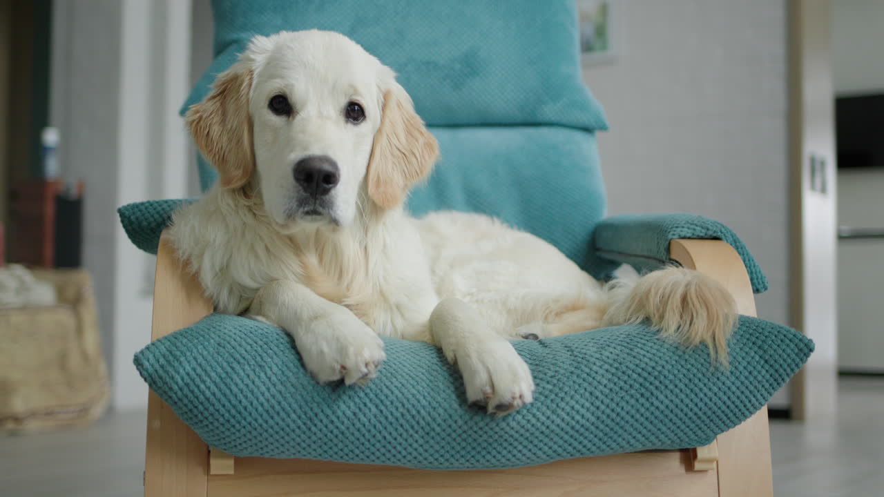 골든 리트리버가 의자에서 휴식을 취하고 있습니다.