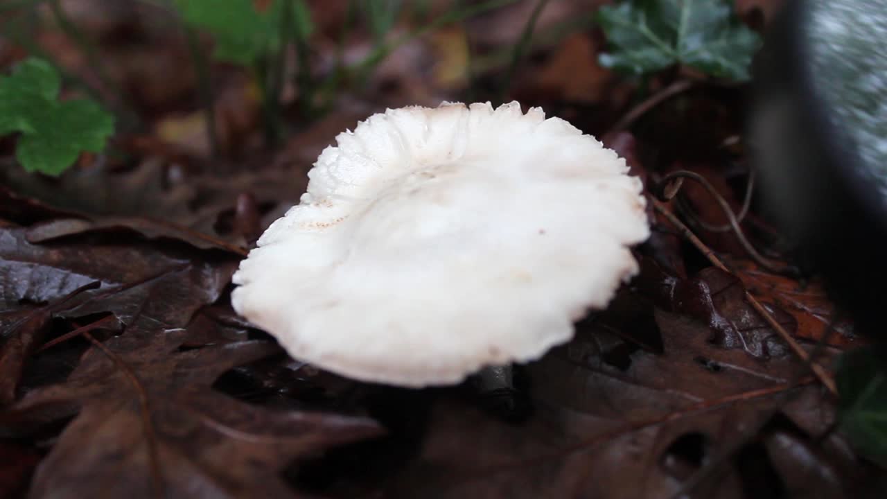 숲 에 있는 버섯 확대 유리