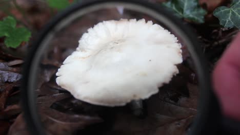 lupas de hongos en el bosque