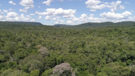 Tropical-Jungle-In-Misiones,-Argentina