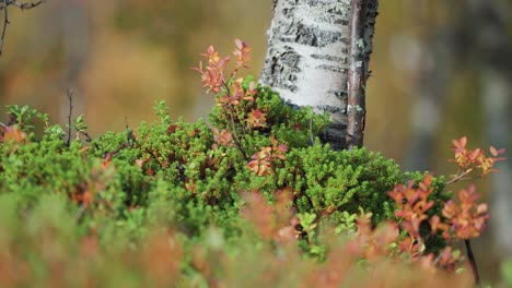The trunk of the birch tree amidst the colorful forest undergrowth in the autumn tundra