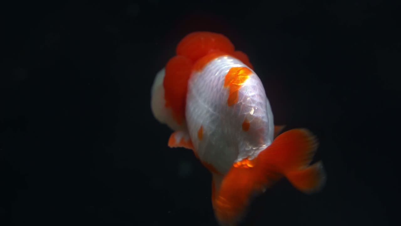 사자 머리 골드피시, 카라시우스 아우라투스 아우라투스 머리, 어두운 배경에서 수족관  ⁇ 크에서 우아하게 수영합니다.