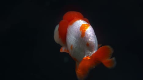 fancy fish bred, lionhead goldfish, carassius auratus auratus with bumpy head, swim gracefully in the aquarium tank against dark background