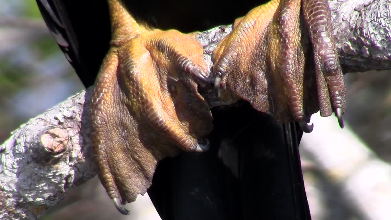 pájaros del bosque de manglares pin the everglades 8