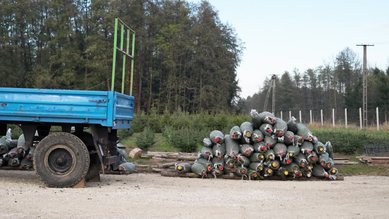 Wrapped Christmas trees near a blue truck