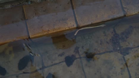 Single-Leaf-Floating-in-Shallow-Man-Made-Brick-Fountain-Pool