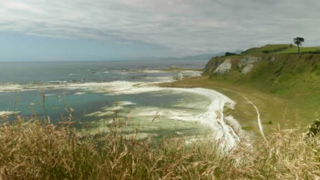 Vast-view-captures-a-bustling-seal-colony-through-swaying-grass,-offering-a-unique-glimpse-of-wildlife-in-their-natural-habitat