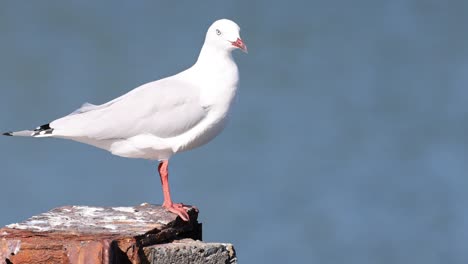 movimientos de gaviotas capturados en un día soleado