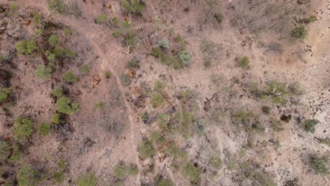 Aerial-view-of-a-bushland
