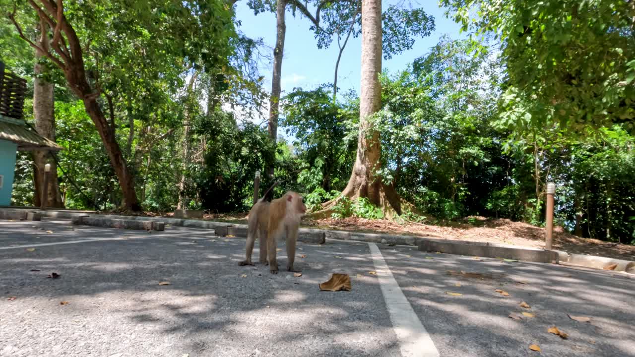 Wild monkey walks toward camera in sunlit tropical parking lot, surrounded by lush green trees