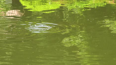 Cormorant-in-the-lake-dives-into-the-lake