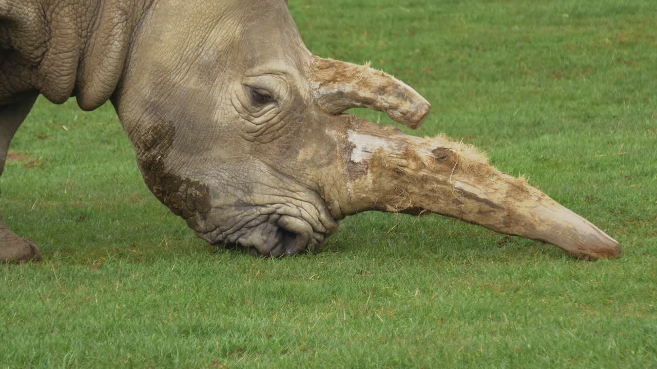 White Square-Lipped Rhinoceros Eats Grass