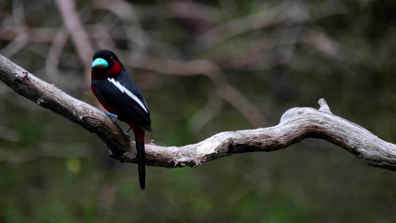 visto desde un lado mientras mira a la cámara mientras gorjea y se va volando, pico ancho negro y rojo, cymbirhynchus macrorhynchos, parque nacional kaeng krachan, tailandia