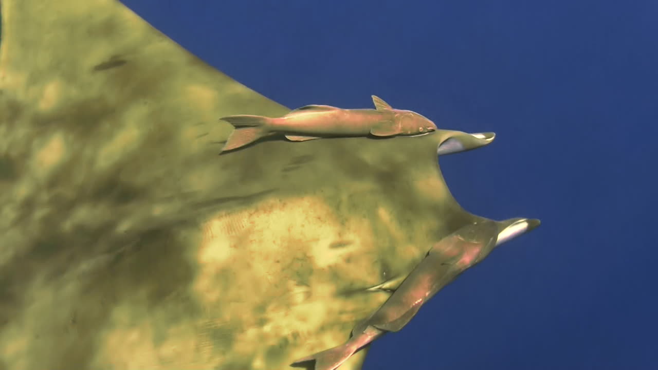 серповидный дьявольский скат mobula tarapacana с двумя акульими присосками, симметрично прикрепленными к его спине в голубой воде, вид сверху, камера приближается к реморасу, преломление солнечного света на коже