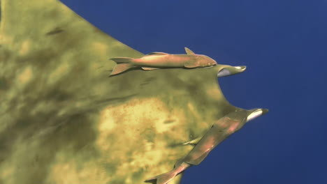 sicklefin devil ray mobula tarapacana with two shark suckers symmetrically attached to its back in blue water, view from above, camera zooming in towards remoras, sunlight refractions on skin