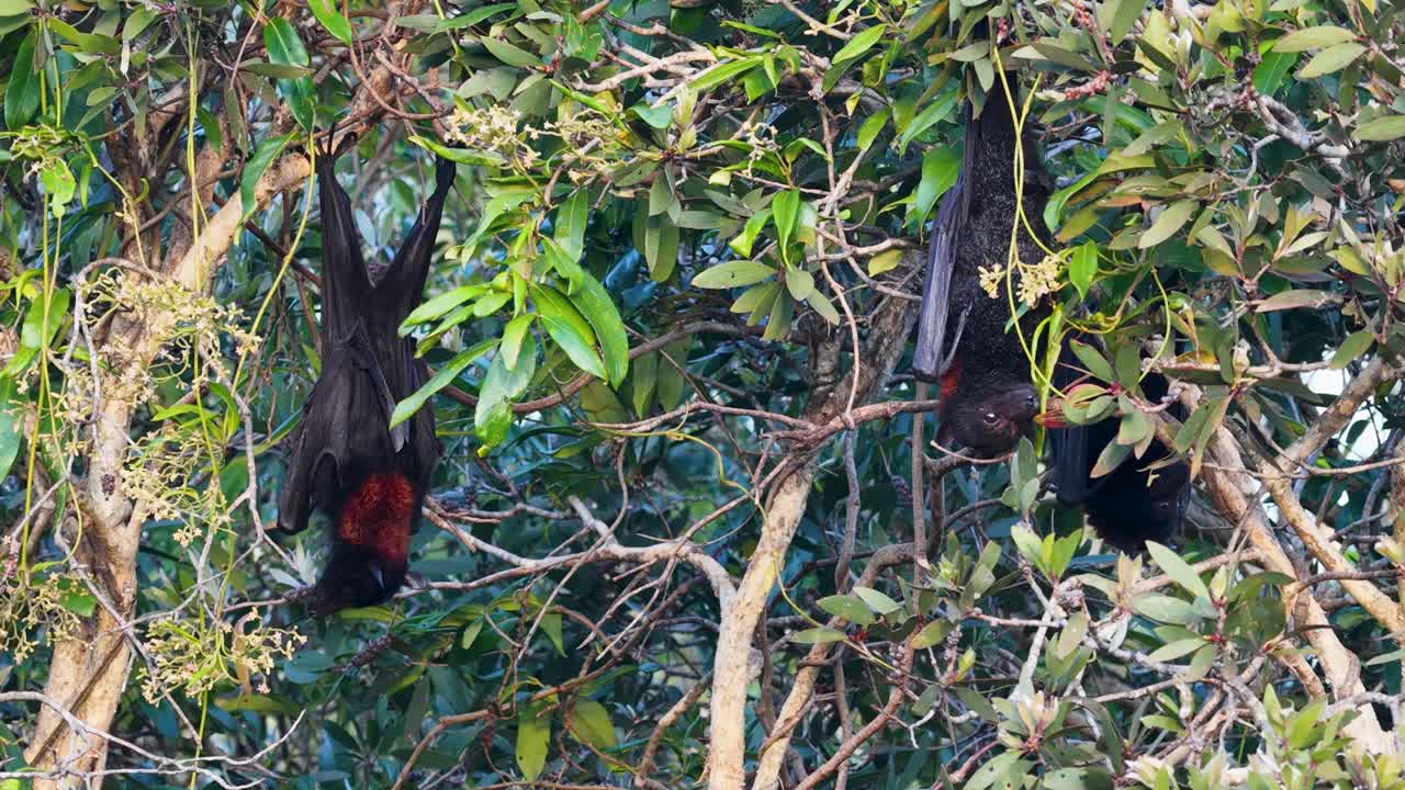 Black flying foxes hang from branches in a lush, sunlit forest setting, showcasing their natural behavior in Gold Coast, Australia