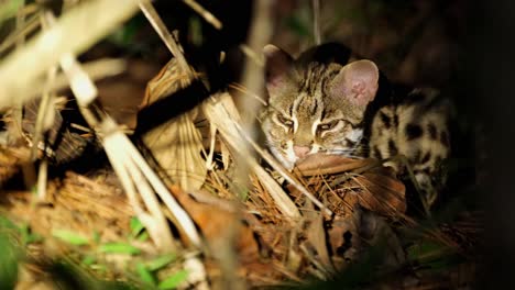 leopard cat, prionailurus bengalensis, thailand