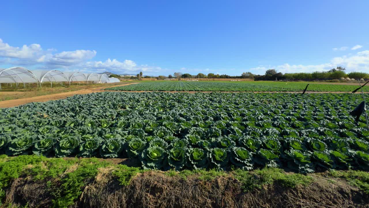 shot with gimbal in field fresh cultivated cabbage, planted in field, dark green