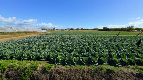 Aufnahme-Mit-Gimbal-Im-Feld.-Frisch-Angebauter-Kohl,-Im-Feld-Gepflanzt,-Dunkelgrün