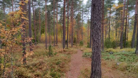 Punto-De-Vista-Caminando-En-Un-Bosque-Durante-El-Otoño