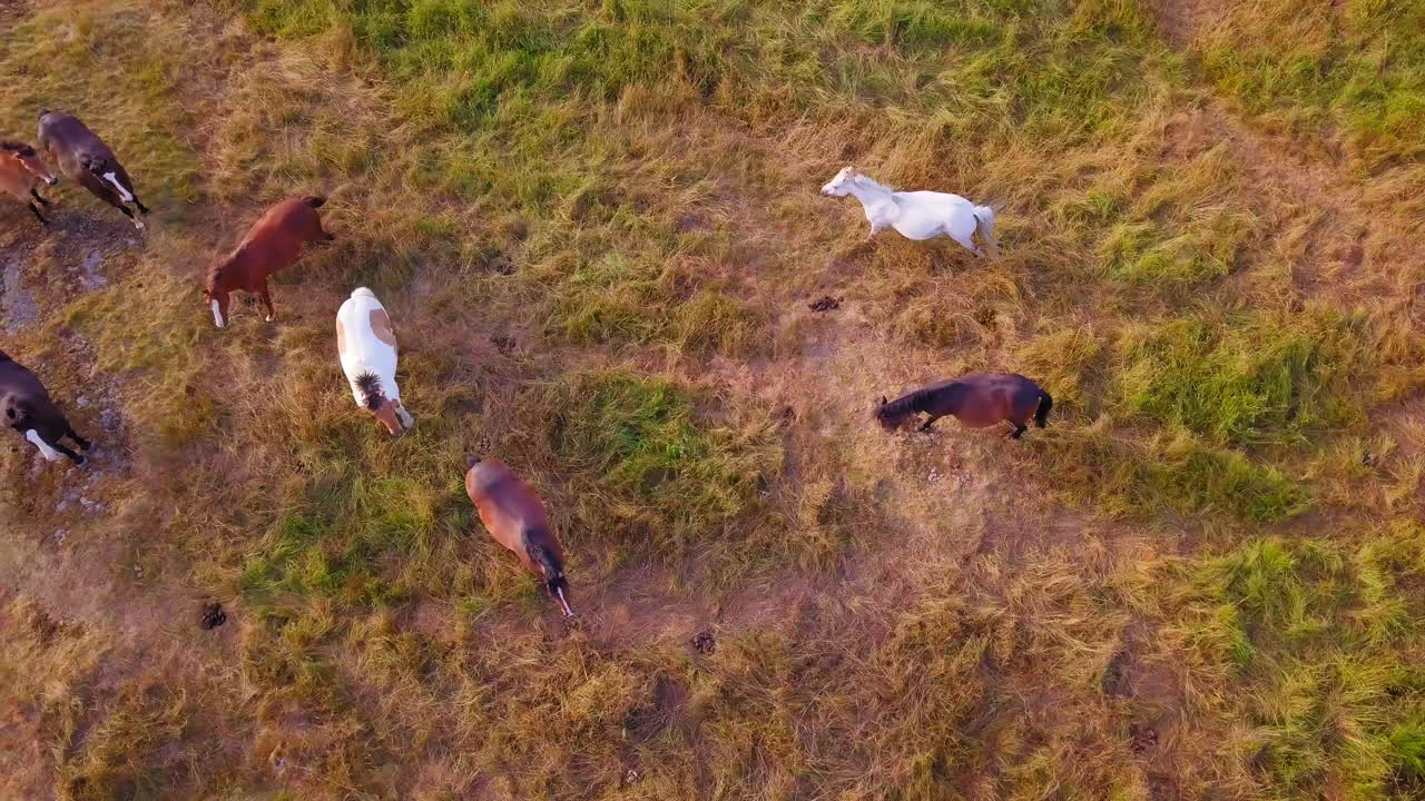antena de arriba hacia abajo, vista de pájaro sobre caballos blancos y marrones, en una granja, en el campo de tyreso, suecia