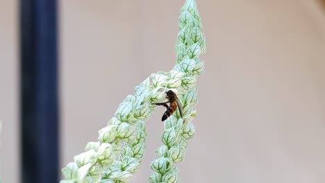 una abeja recoge el polen de las flores blancas en flor.