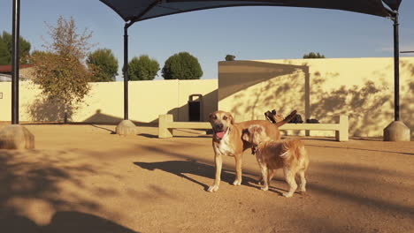 rescue dogs wandering at whittier dog park slow motion