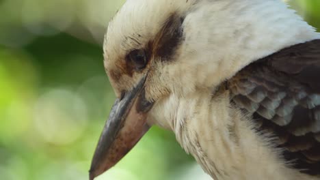 ave kookaburra de cerca ave kookaburra de cerca