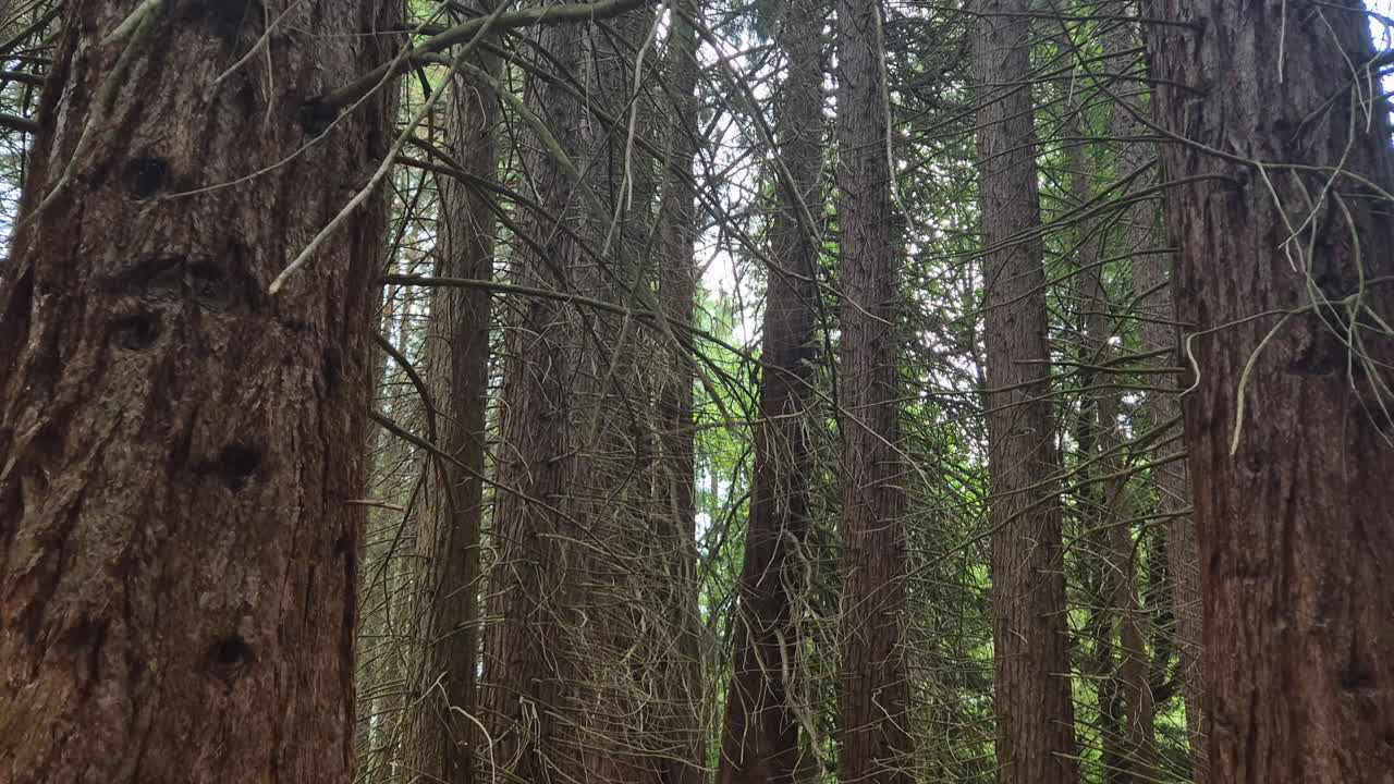 Foresta di enormi sequoie.