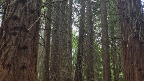 forest of huge sequoias trees