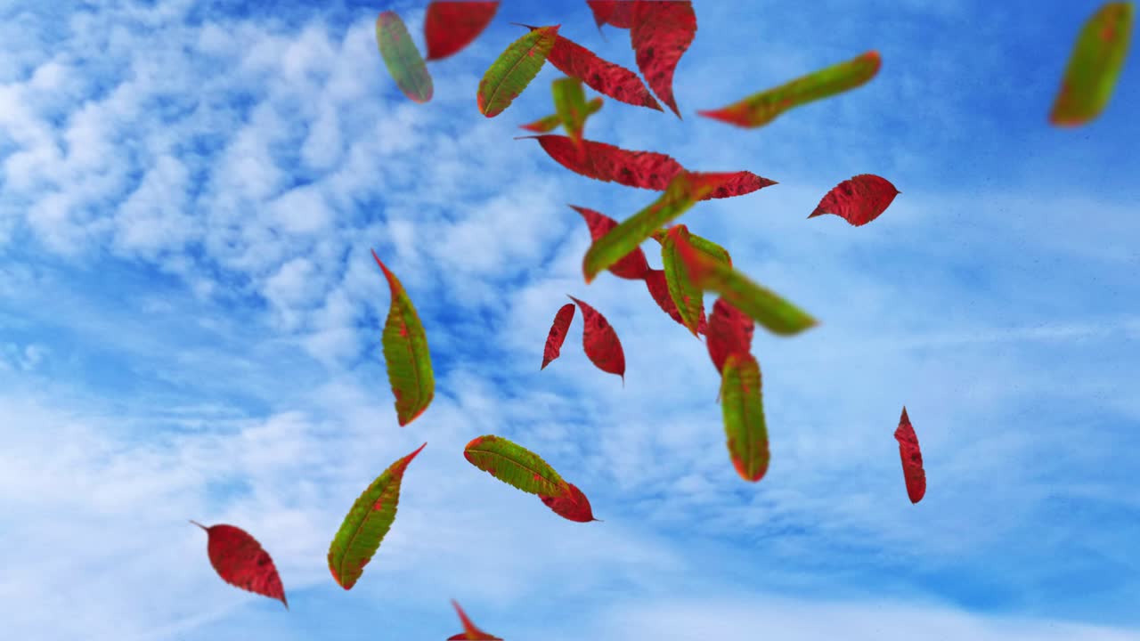 animación de las hojas que caen bucle otoño