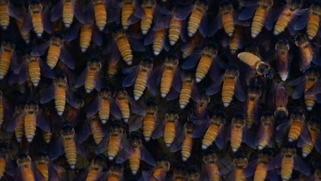 Honey-Bees-are-known-to-build-large-colonies-of-nest-with-symmetrical-pockets-made-of-wax-for-them-to-store-honey-as-their-food-source