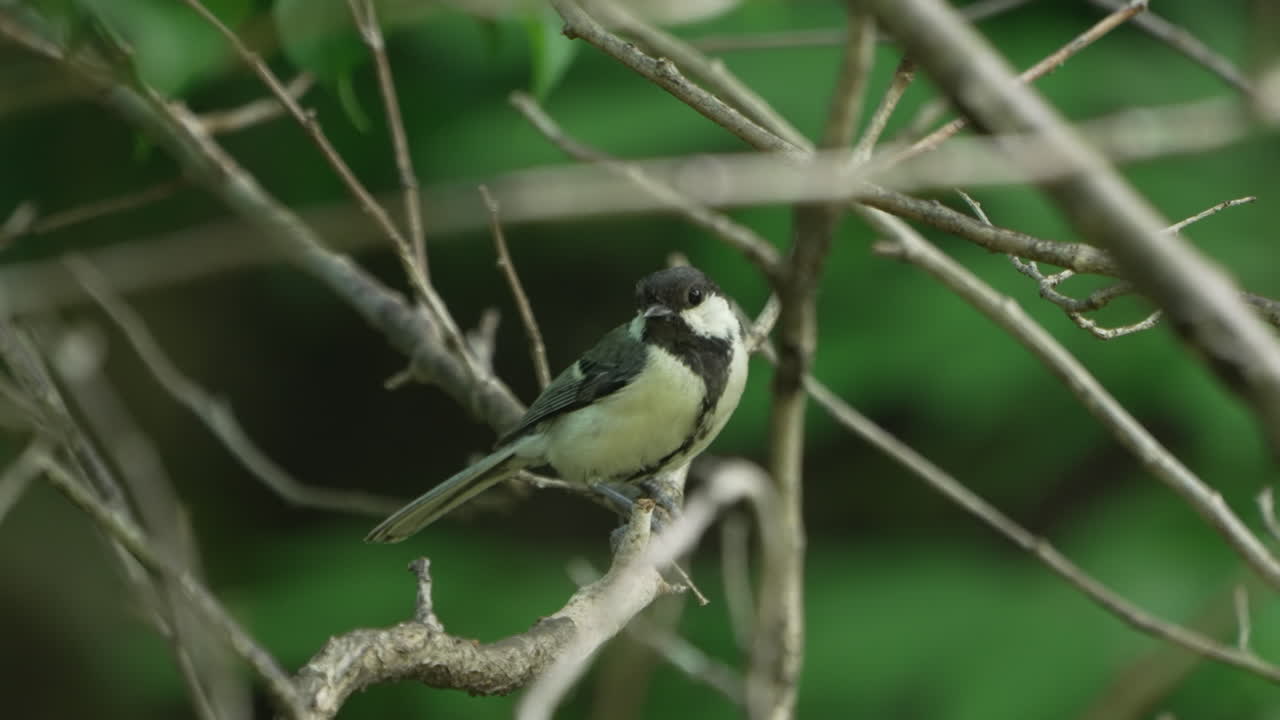 tit japonés descansando en las ramitas luego voló en el bosque cerca de saitama, japón - primer plano