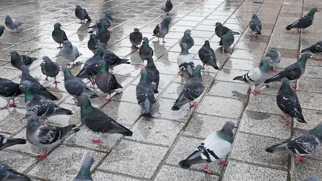 Pigeons in a City Square on a Rainy Day